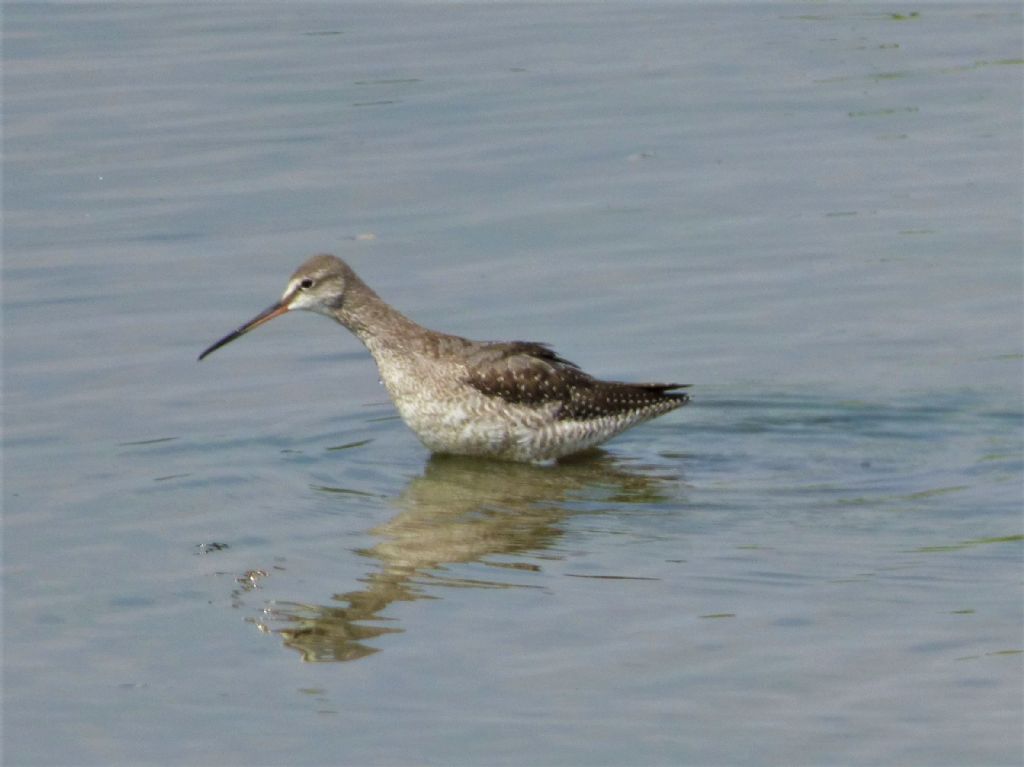 Totano moro (Tringa erythropus)